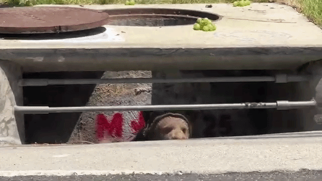 Video: Bear cub emerges from storm drain and reunites with family