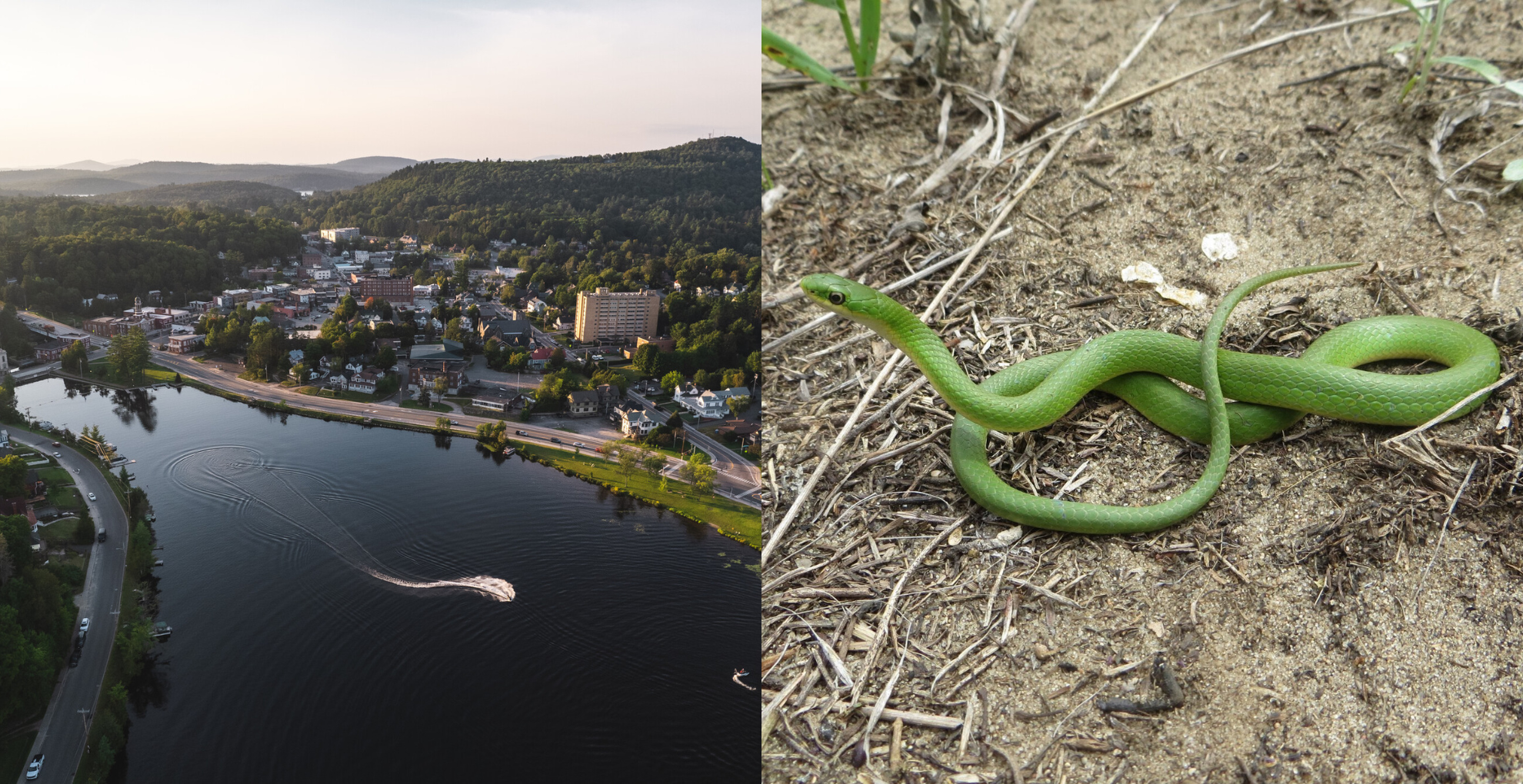 These 5 states have some of the most snake-filled waters in the nation