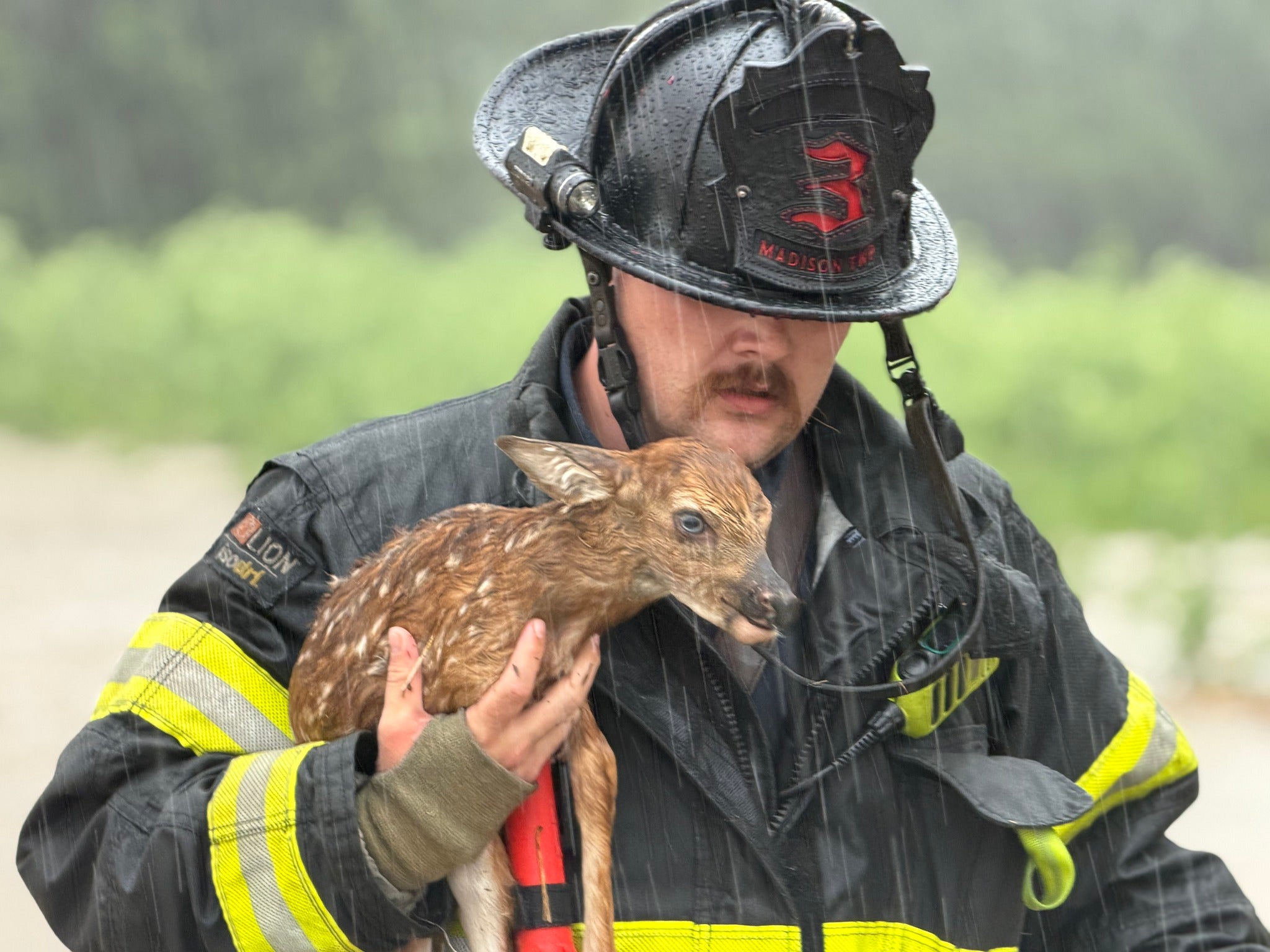 See it: Baby deer rescued from fast-moving floodwaters in Indiana