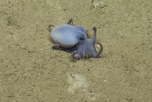 See it: Newly discovered golf ball-sized blue octopus found off coast of Galápagos Islands