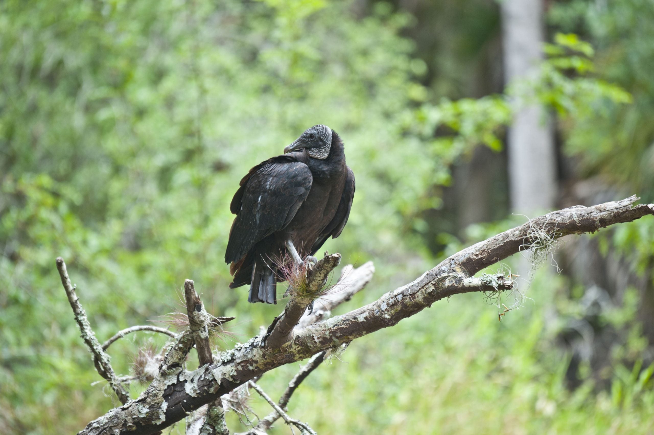 America's most popular national park needs help after 33 dead vultures illegally dumped
