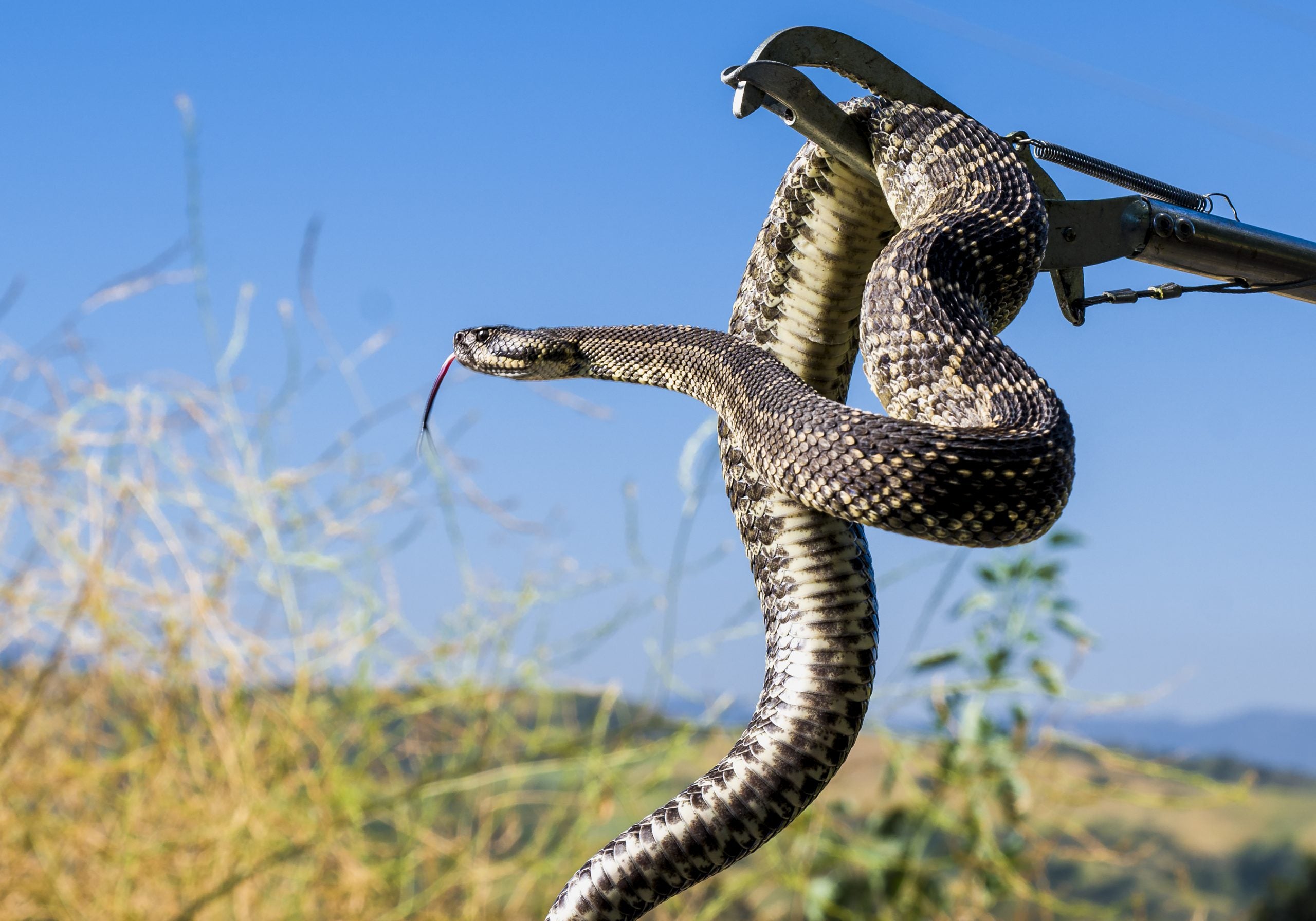 Colorado Wildlife officials warn of rattlesnake encounters as the reptiles wake up this spring