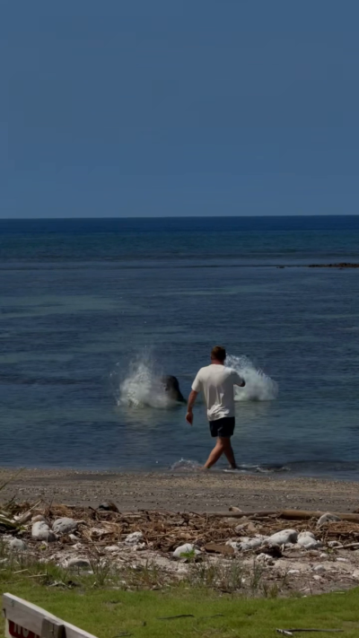 Washington man arrested after viral video shows him throwing rock at endangered Hawaiian seal