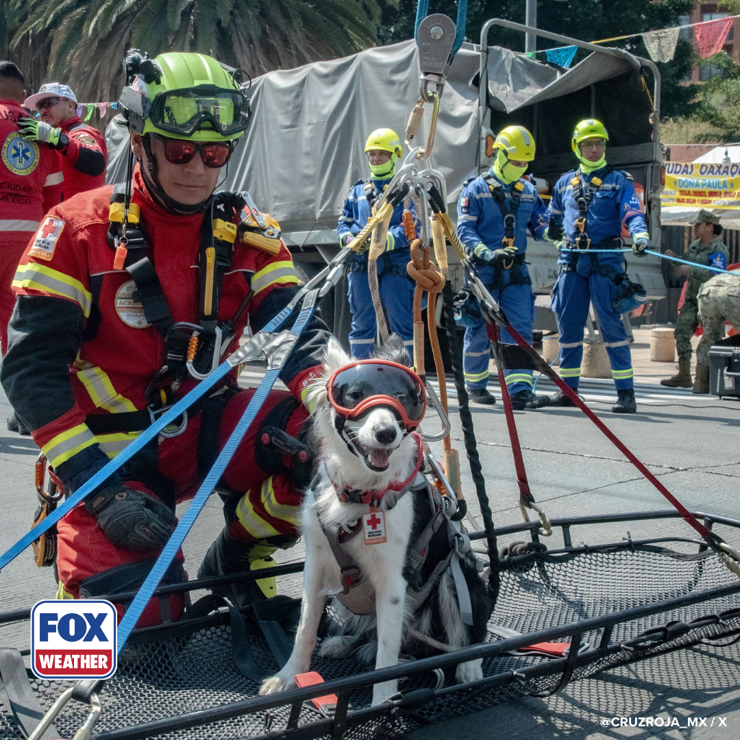Photos: Rescue dog participates in earthquake training drills for the Mexican Red Cross