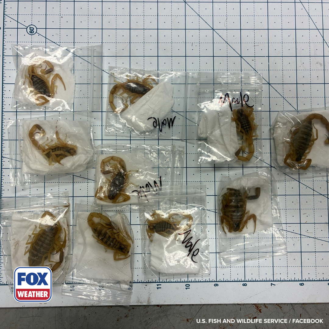 See it: US wildlife officials find several venomous scorpions being smuggled from Hong Kong