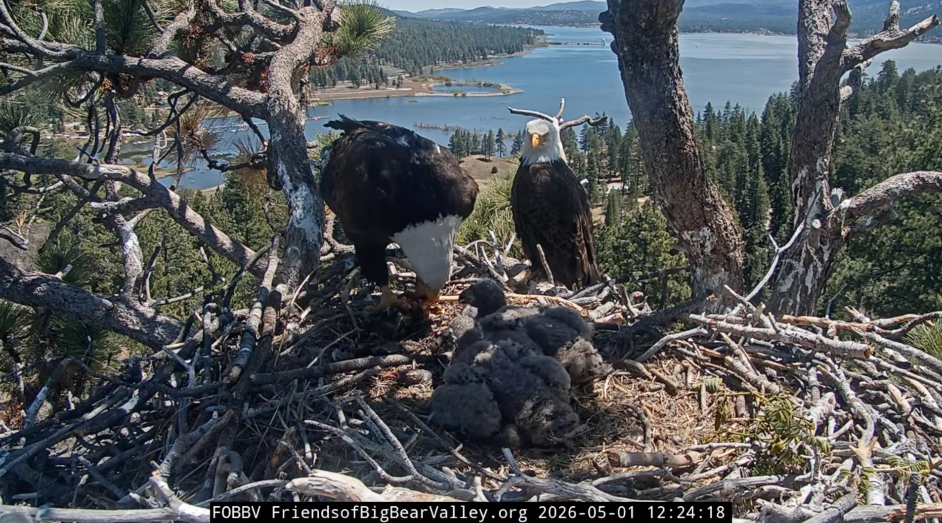 Names announced for 2026 Friends of Big Bear Valley bald eagle babies out of 63,000 entries