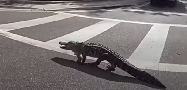 See it: Florida sheriff's deputy helps corral 7-foot gator trying to cross busy highway