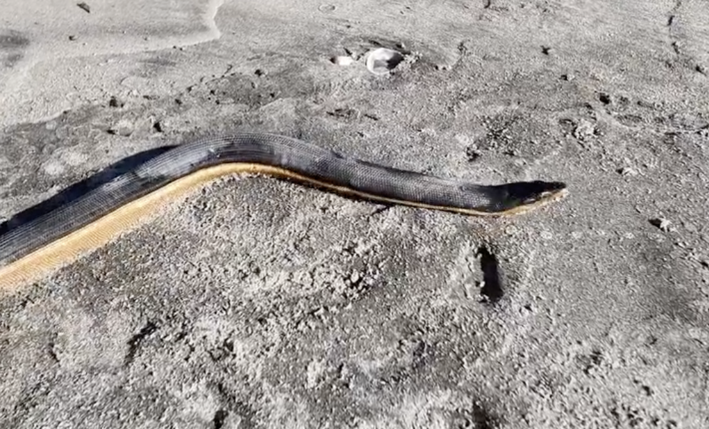 See it: Extremely venomous sea snake washes up on New Zealand beach