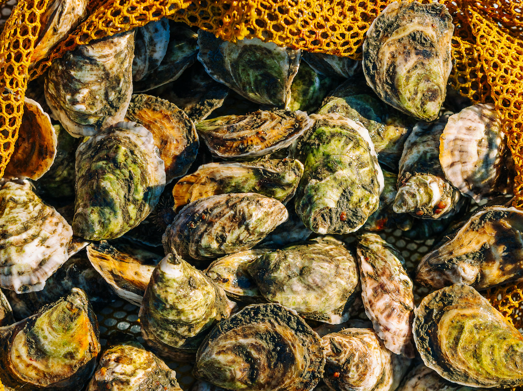 From space to sea: How satellite data is shaping Maine's oyster industry