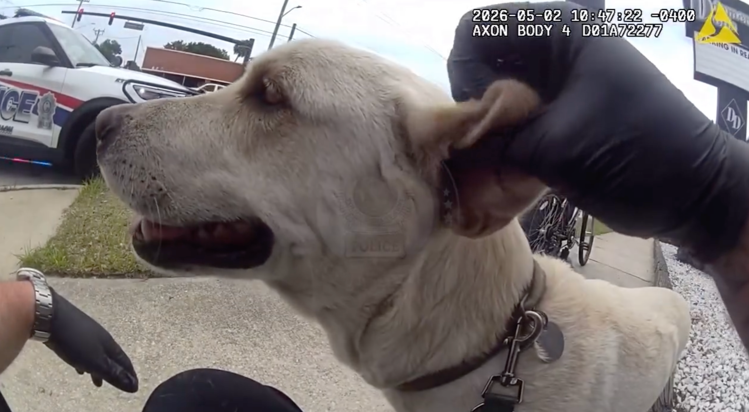 Watch: Florida police officer buys a pair of boots for a dog struggling to walk on hot pavement