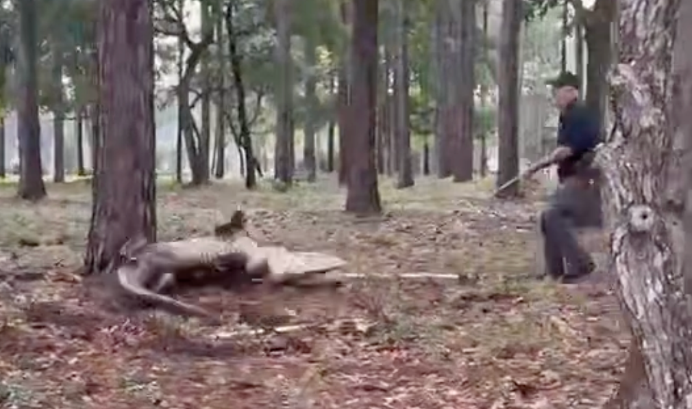 See it: Police wrangle massive 400-pound rolling alligator in North Carolina