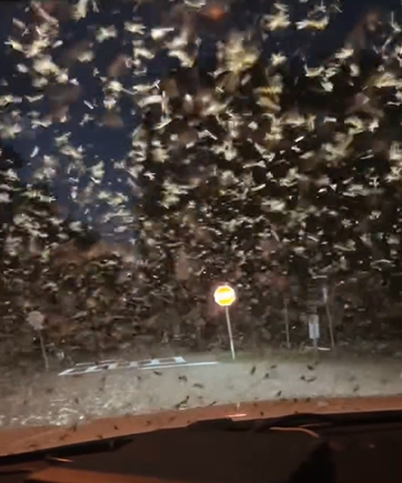 Video: Massive swarm of termites appear in night sky, and it's actually more common than you'd think