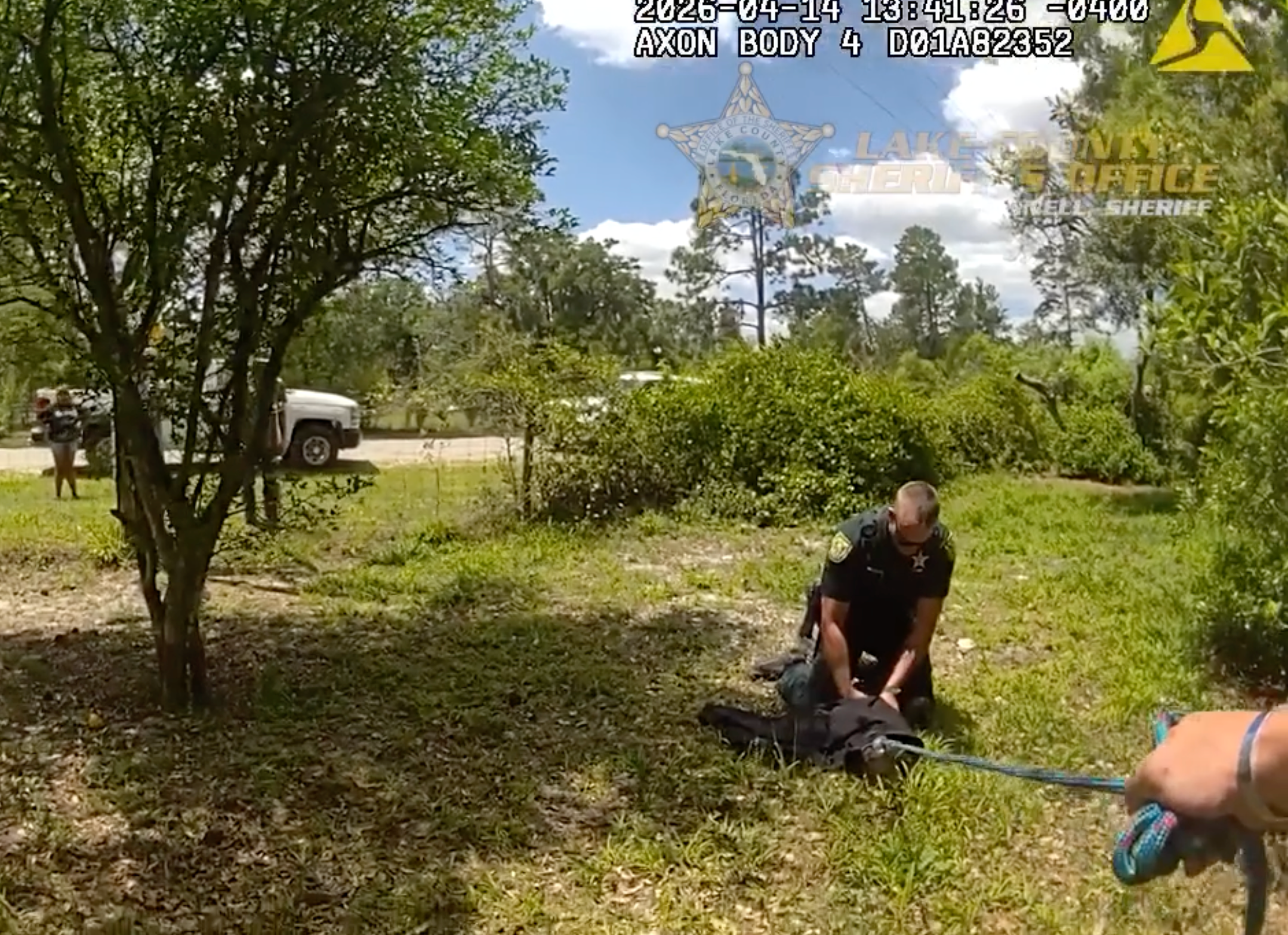 Watch as sheriff's deputies wrangle and capture trespassing alligator from Florida resident's yard