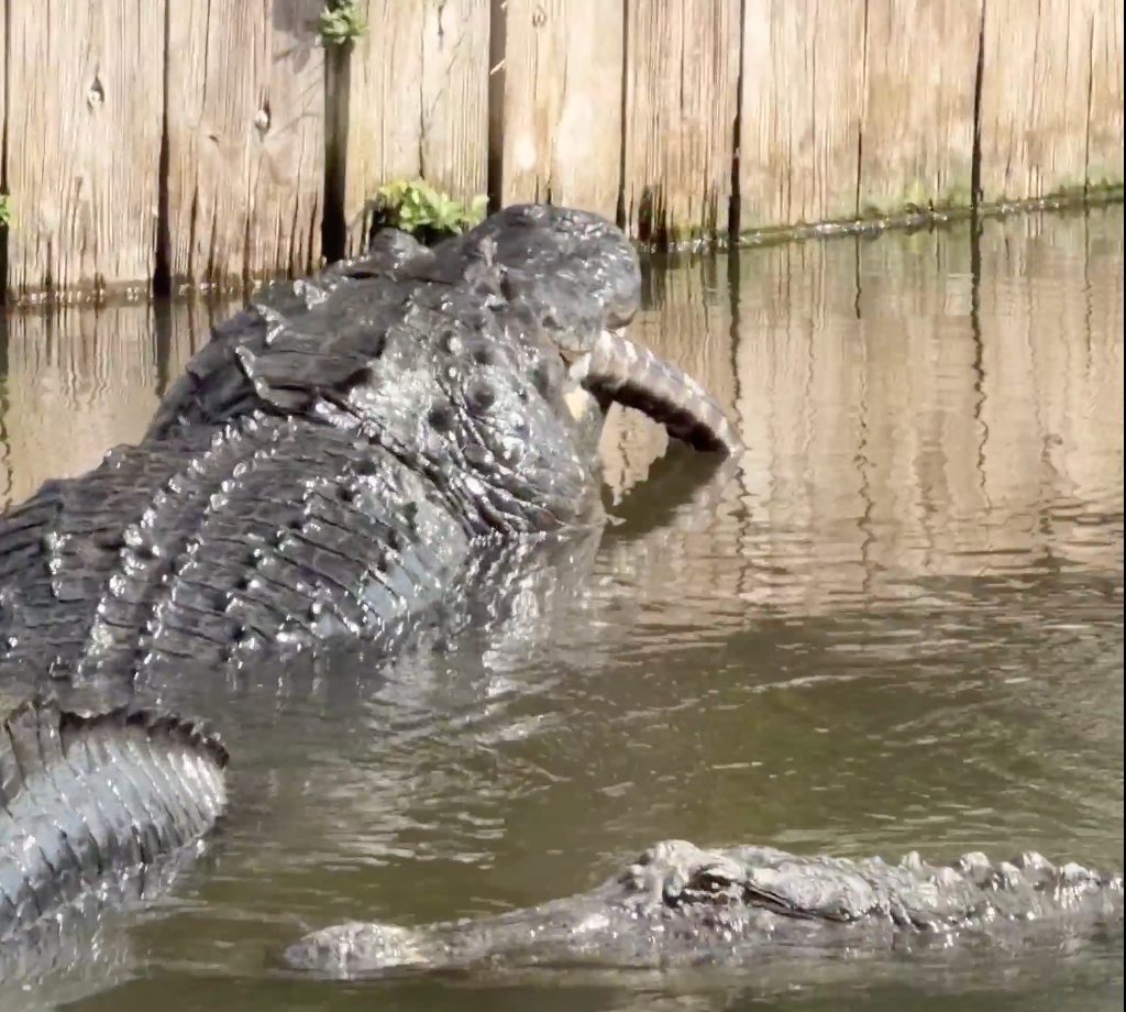 Watch: Massive alligator munches on smaller alligator in Florida wildlife park