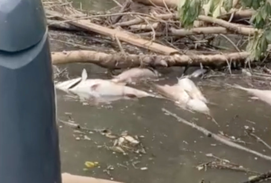 Atlanta flooding contributes to 'unprecedented' number of dead fish in Georgia river