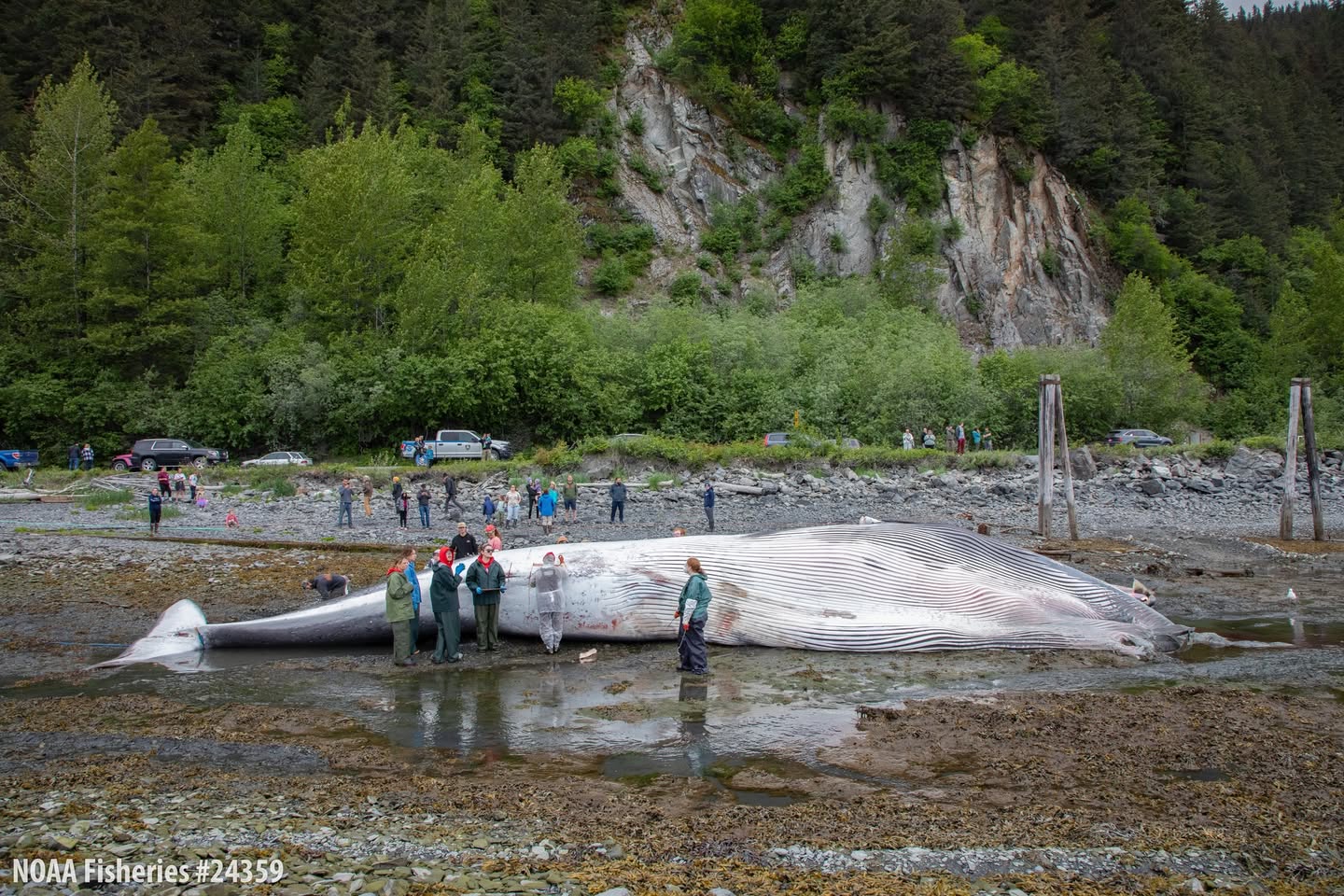 Dead, pregnant endangered fin whale found on bow of Alaska cruise ship
