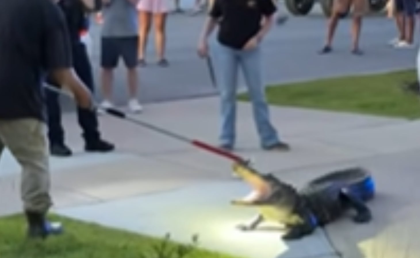 Video: Large alligator puts up a fight against trapper in South Carolina after invading neighborhood