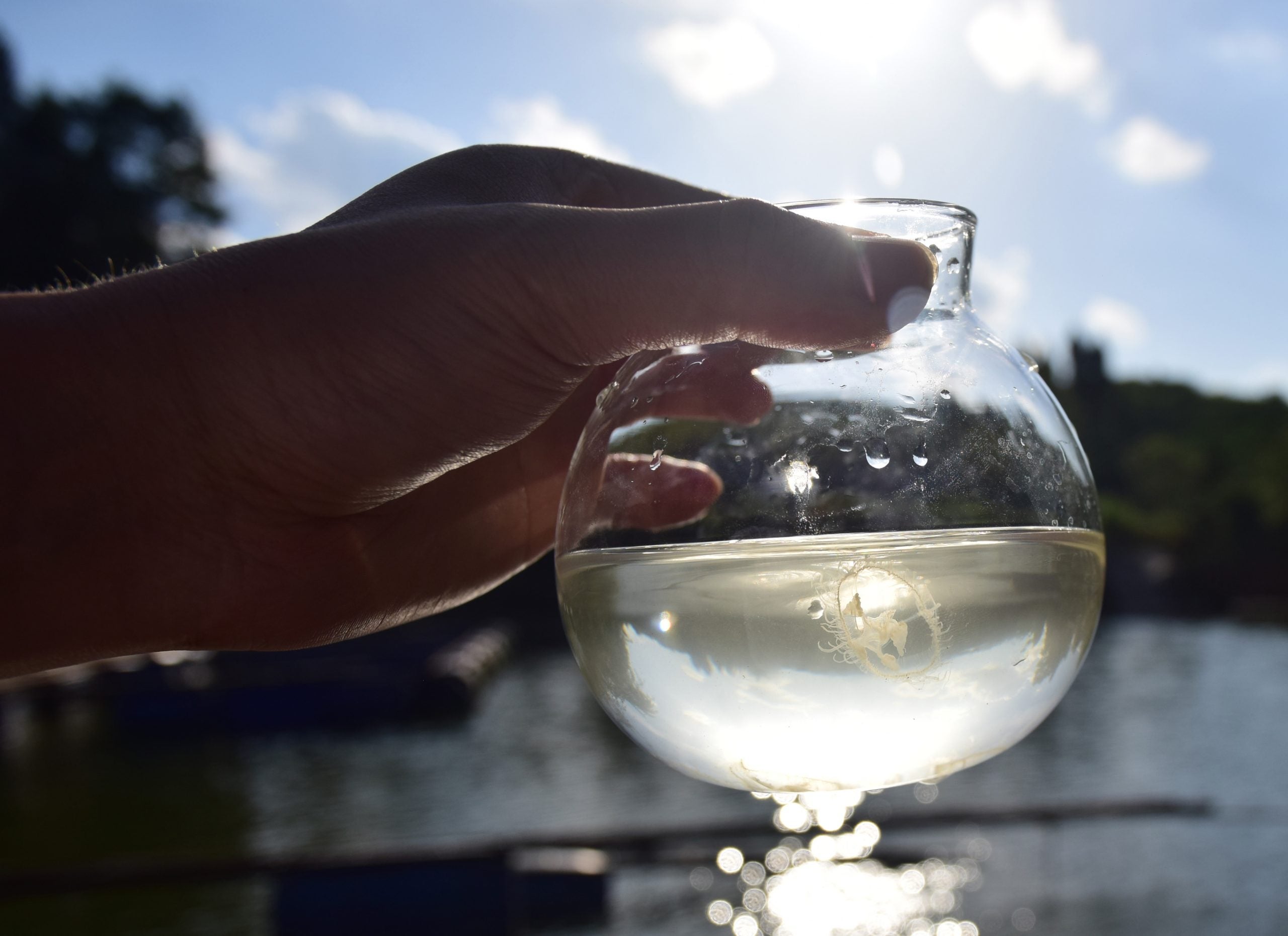 Invasive jellyfish with a painful sting returns to New Jersey waters, raising public health concerns