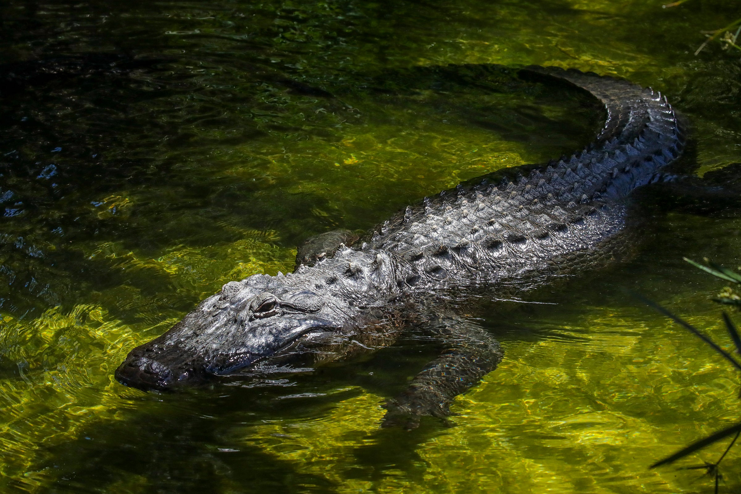 More than 400 alligators removed from Walt Disney World since toddler's tragic death in 2016