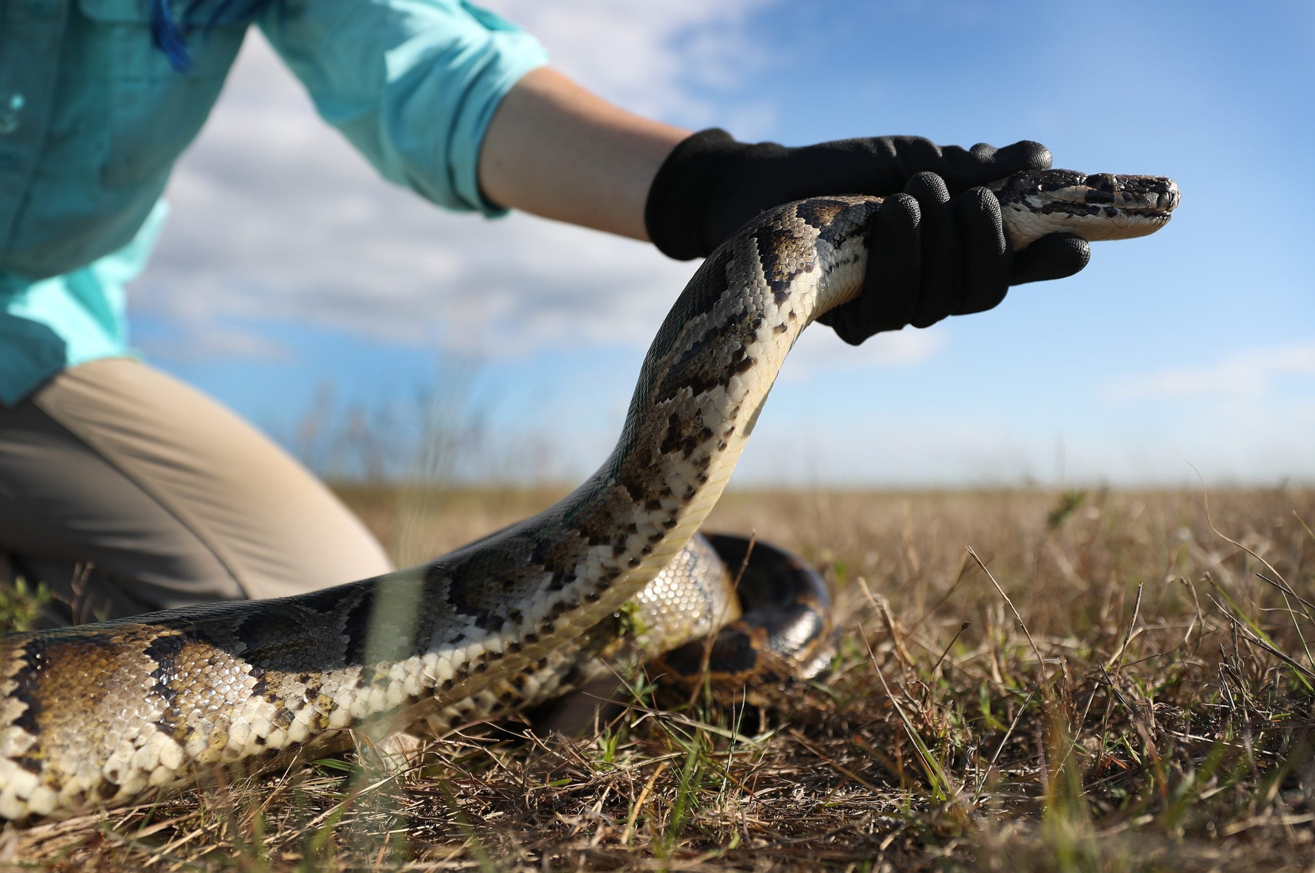 Ready for a hunt? You could win money for hunting these invasive snakes during annual challenge