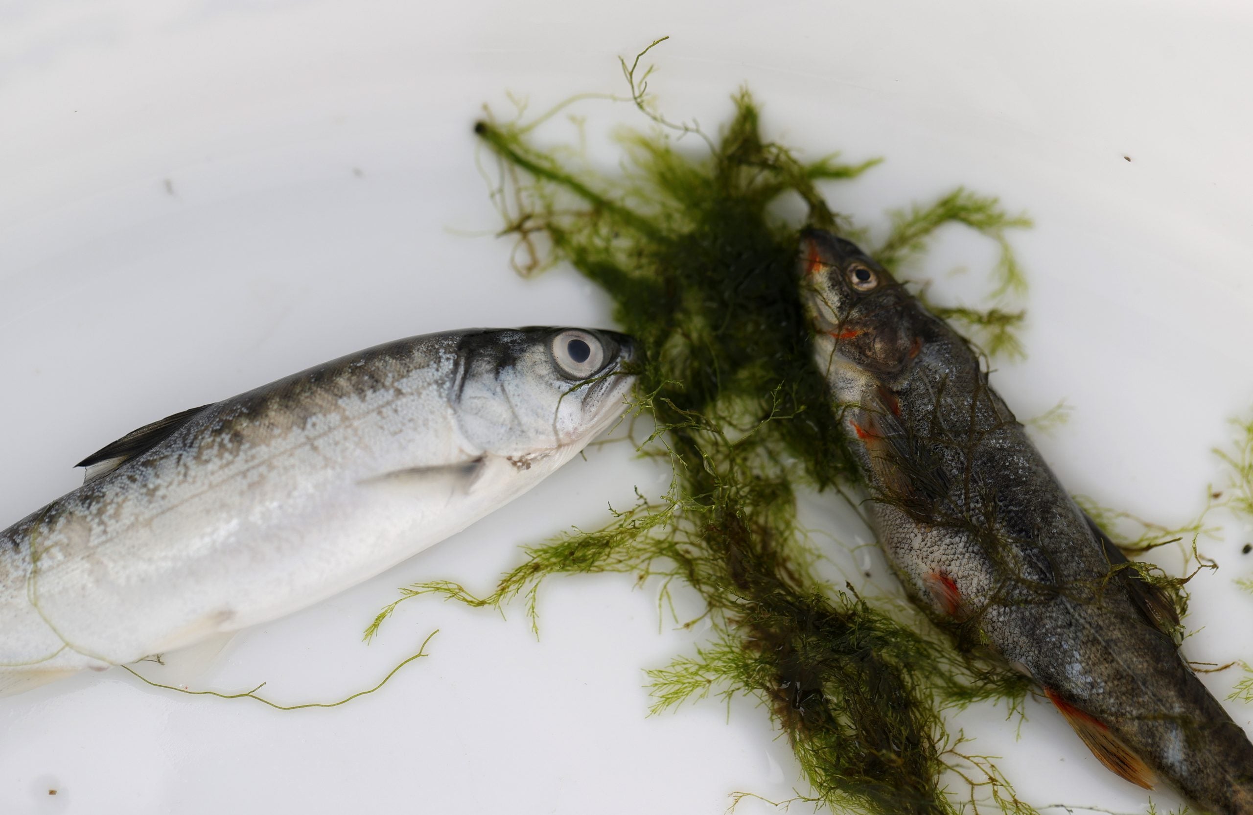 Deadly parasite kills hundreds of salmon through well-known river expanding through Pacific Northwest