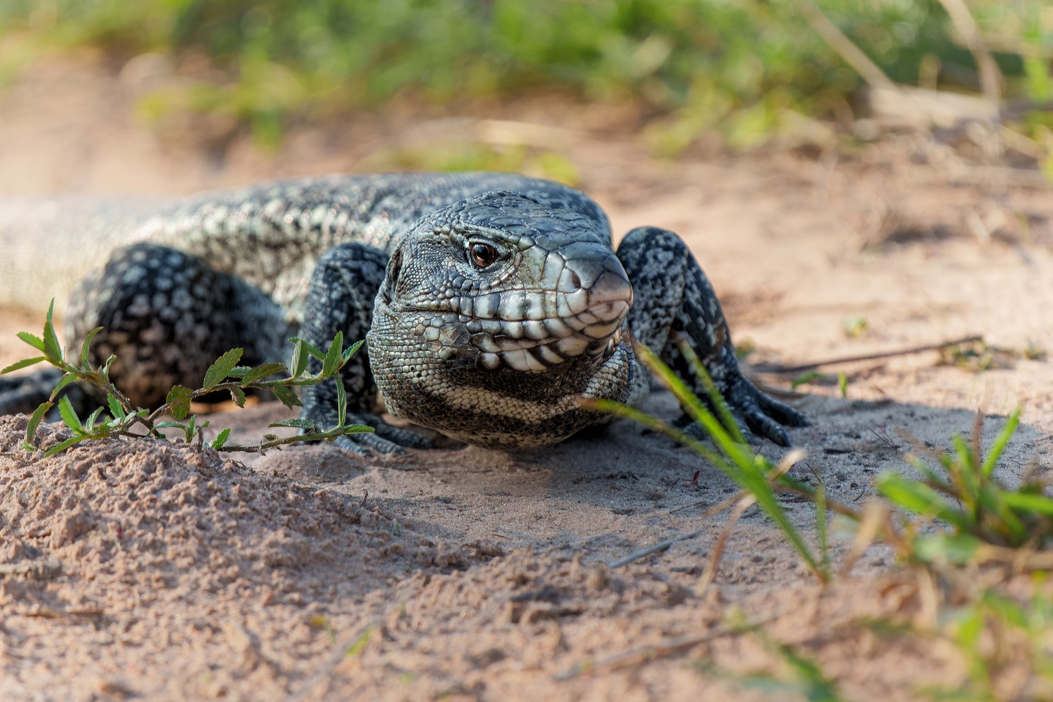 Wildlife officials urge residents to kill invasive Argentine tegus spreading disease