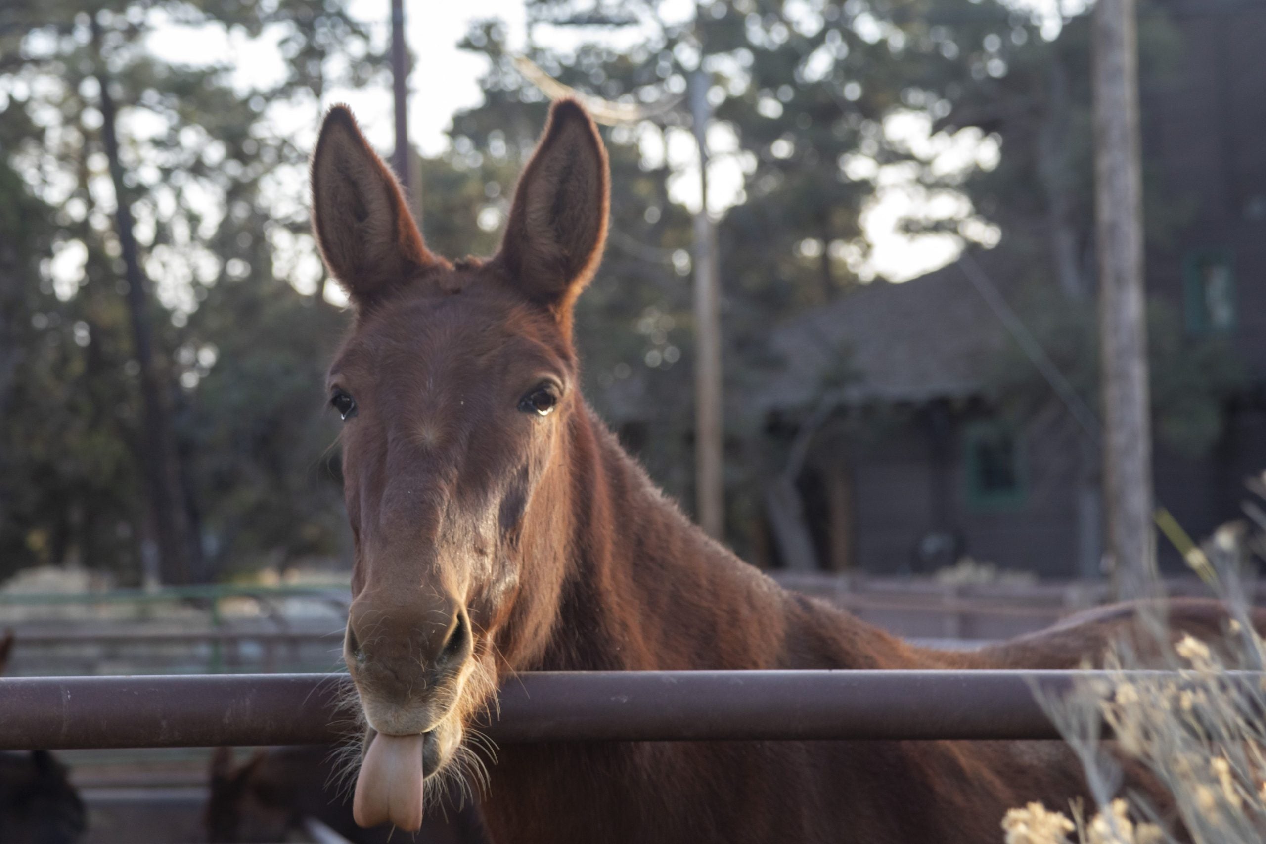 What is your state animal? See the official list featuring all 50 states