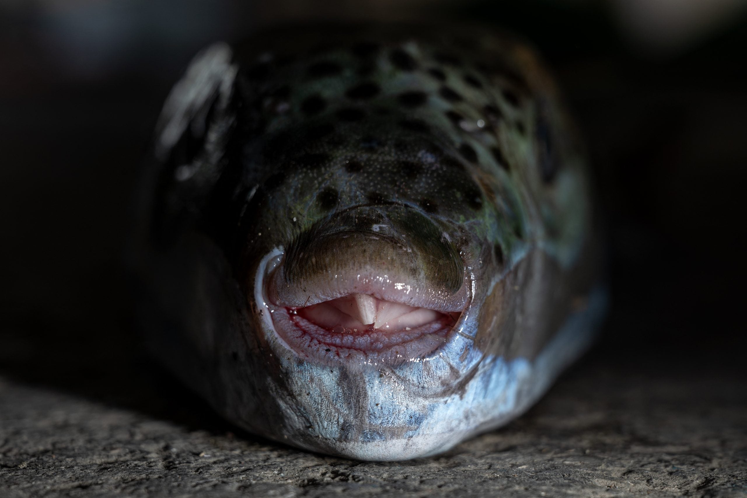 Officials issue warning to beachgoers about invasive pufferfish with insanely strong teeth