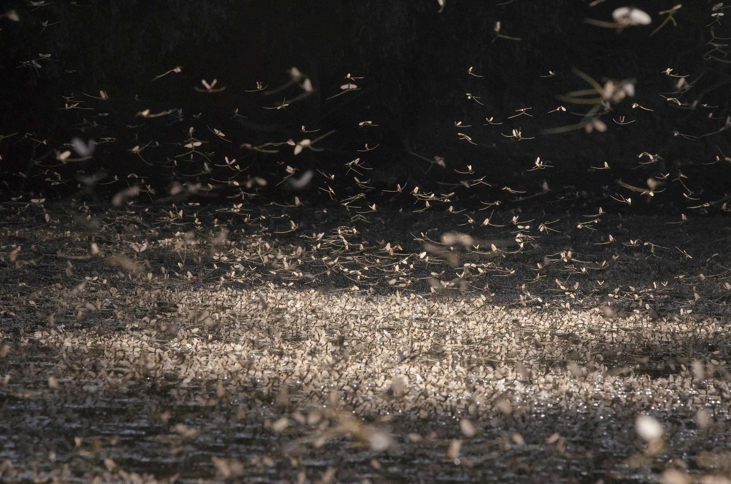 Thousands of mayflies swarm town in Ohio - and it's actually a good thing
