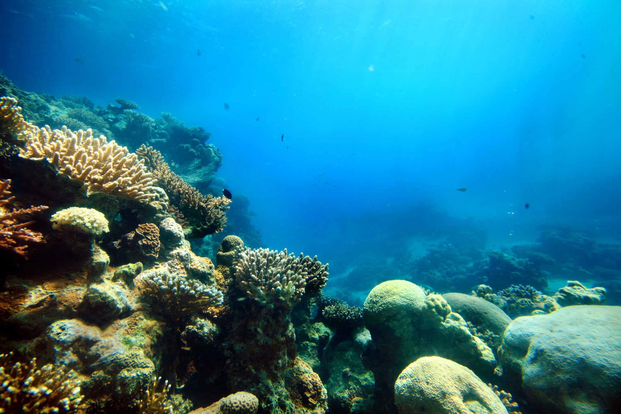 Here's how El Niño affects the future of coral reefs