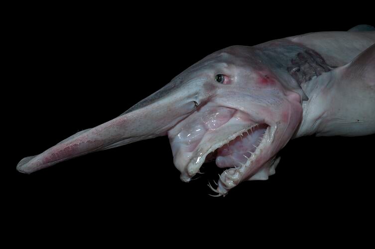 See it: Rare deep-sea goblin sharks filmed in their natural habitat for the first time