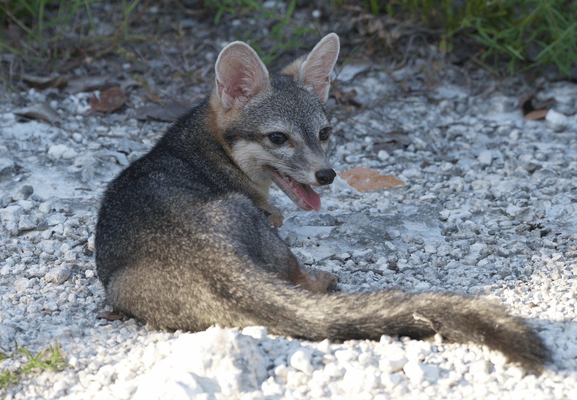Rare Cozumel dwarf fox feared extinct is photographed for first time in decades