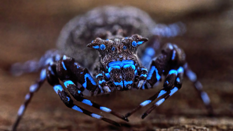 Glowing blue spider among dozens of unknown species discovered in uncharted Angola highlands