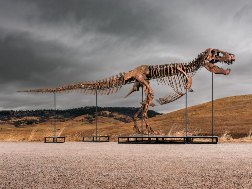 Jurassic giant: World’s most complete T-Rex fossil could sell for $30 million at auction