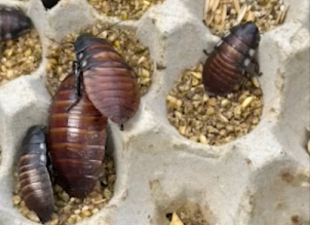 Breeder caught with more than 100K illegal exotic cockroaches valued at over $200K