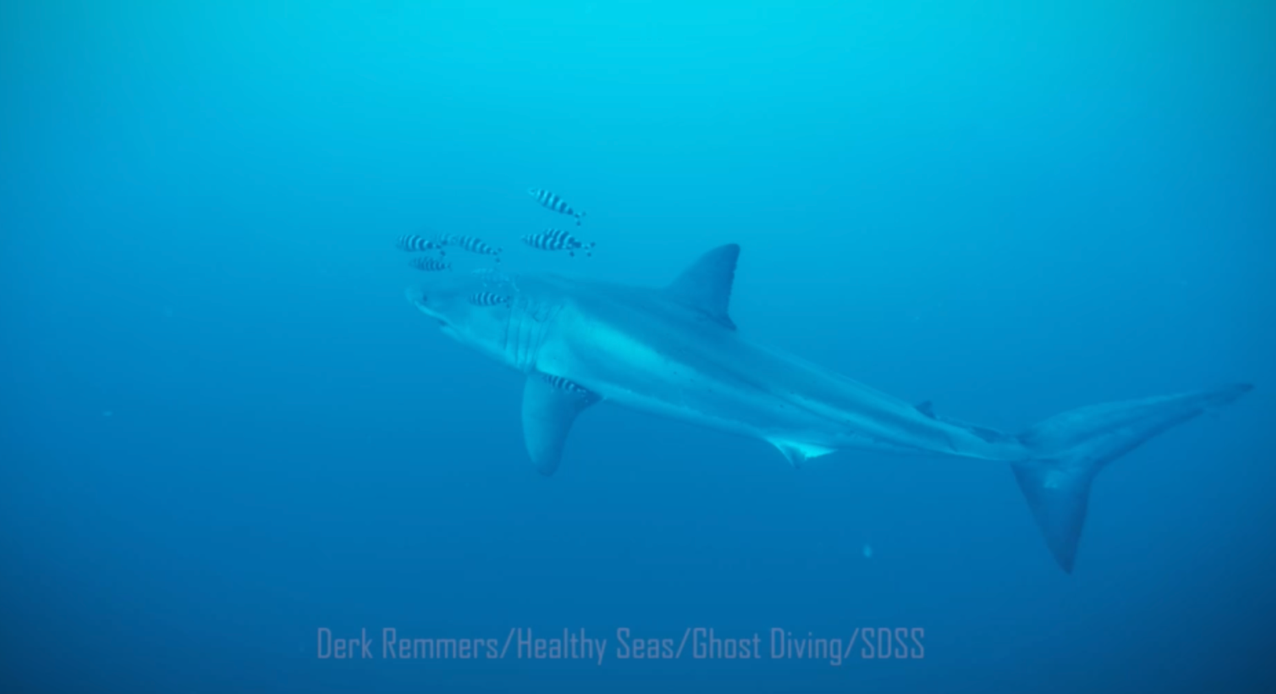 Watch: First underwater footage shows an adult great white shark in the Mediterranean off the Italian coast