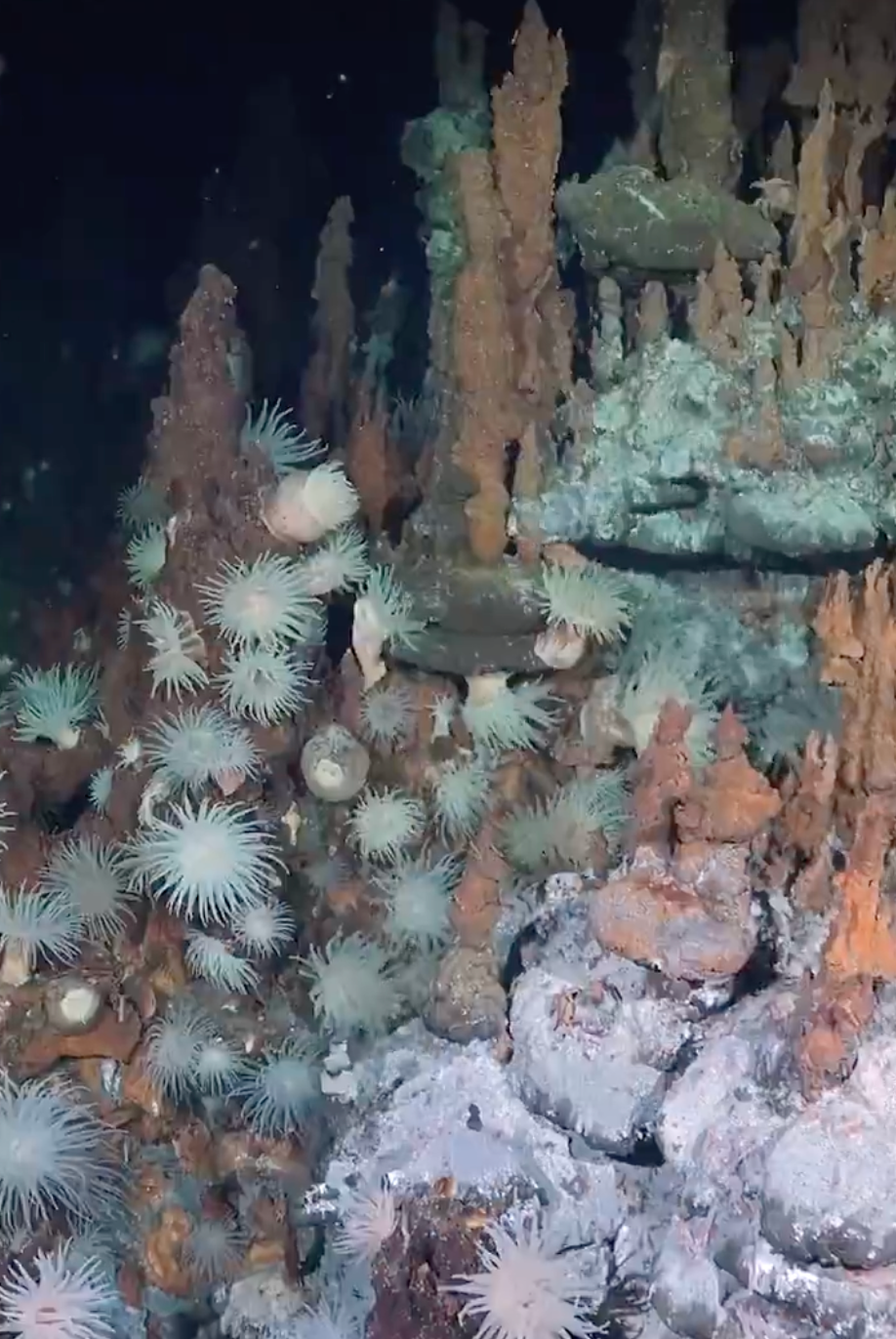 See it: Over 30 new species discovered during expedition to the ocean's 'largest frontier'