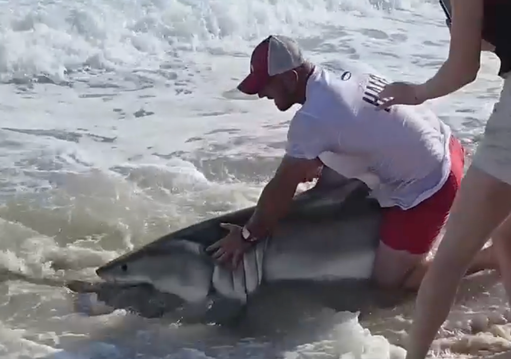 See it: Fisherman wrangles fishing hook out of great white shark's mouth off Nantucket