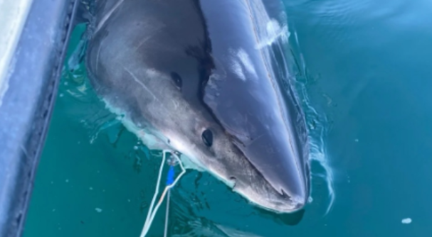 Great white shark Quint arrives at key seasonal habitat near Cape Cod