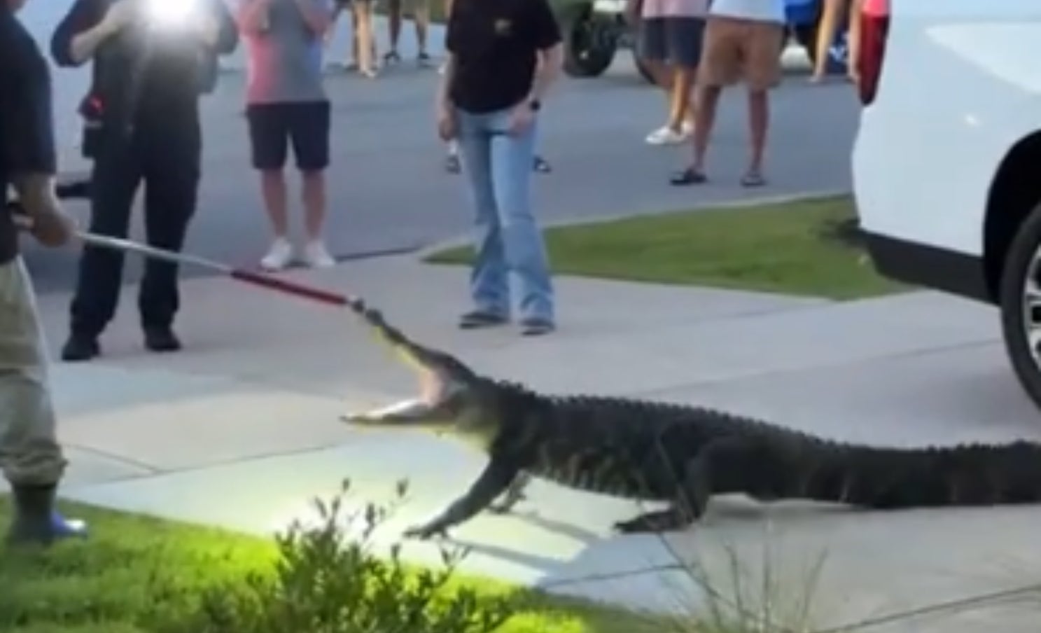 Video: Large alligator puts up a fight against trapper in South Carolina after invading neighborhood