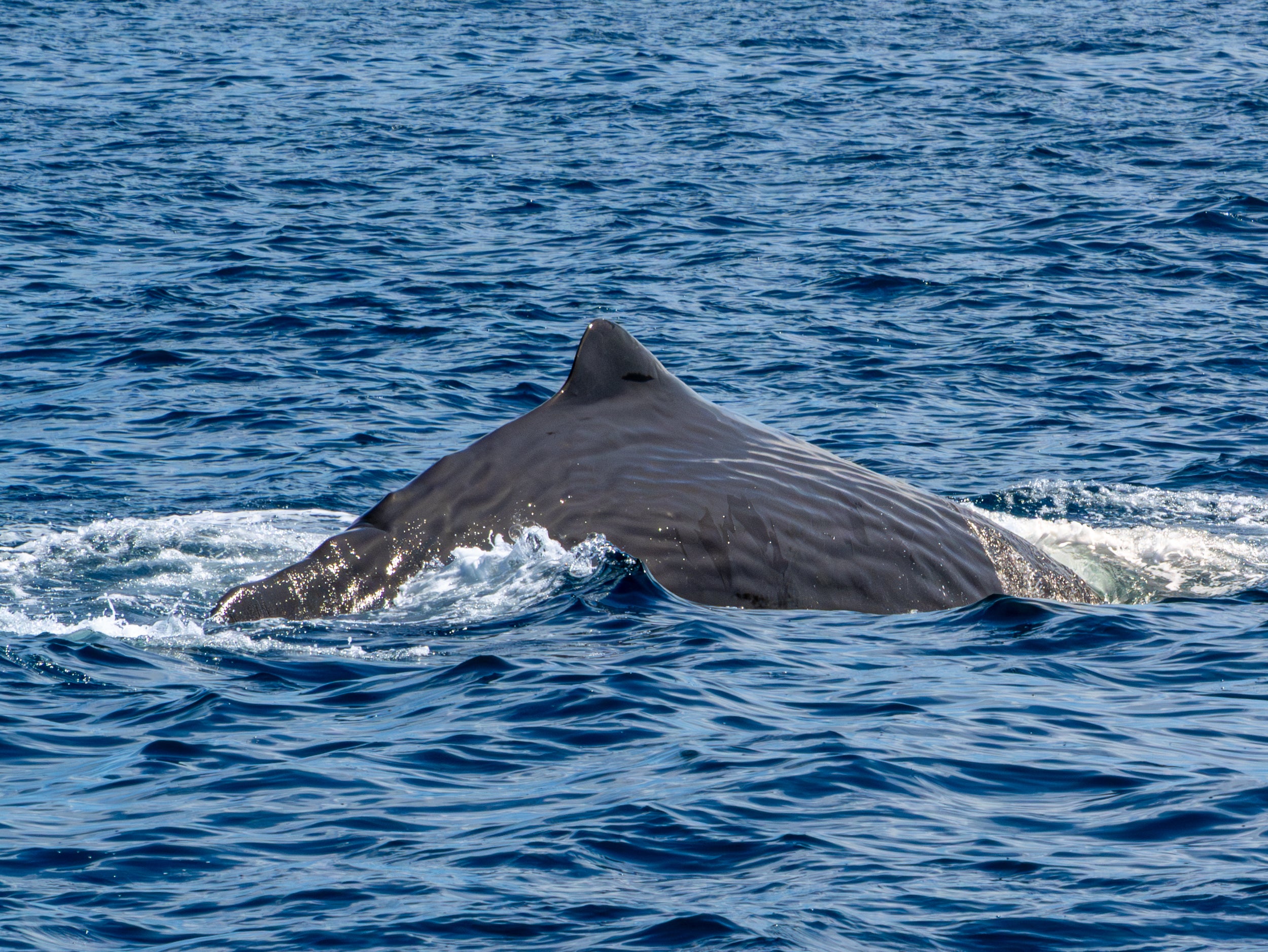 See it: Sperm whale caught on camera in rare encounter off southern California coast