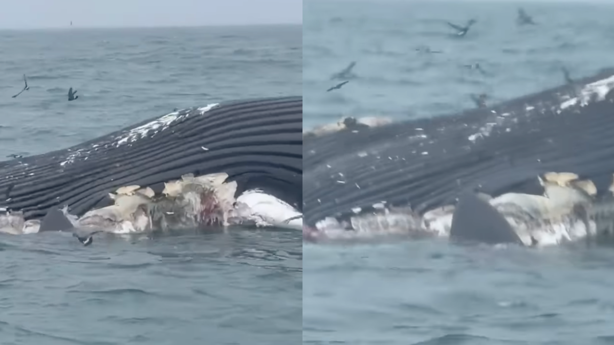 Video: Massive great white shark feeds on dead whale off the coast of Rhode Island