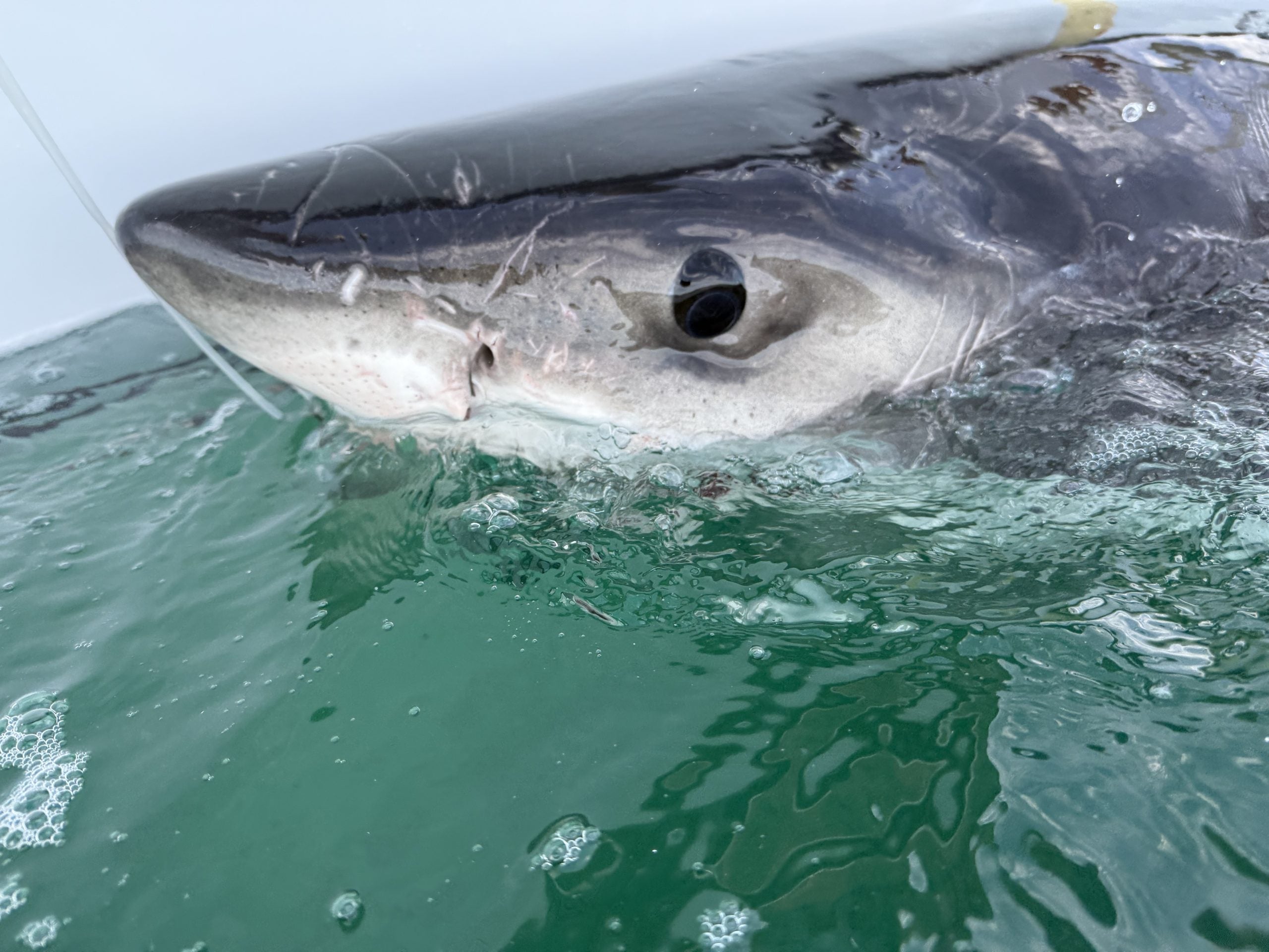 Young great white shark pings off Cape Cod coast just as tourist season begins