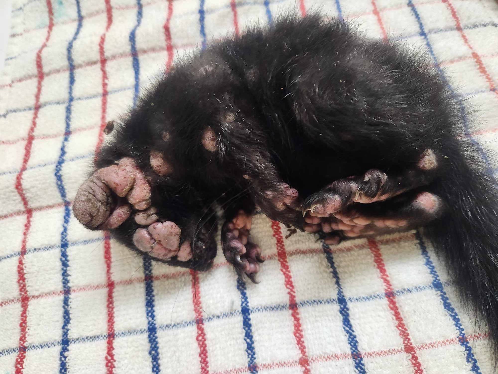 Lesion-covered squirrels with potentially life-threatening virus popping up in backyards across US