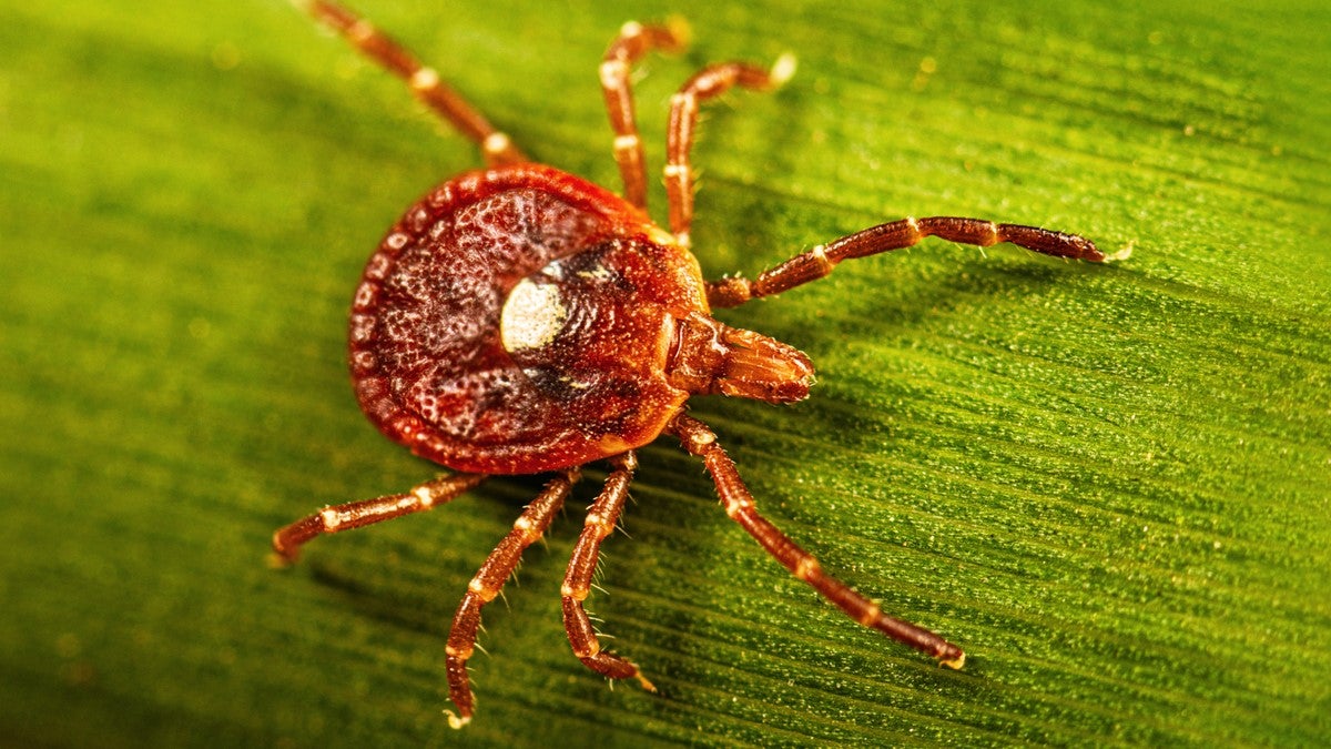 Your guide to identifying some of the most common ticks found in the US