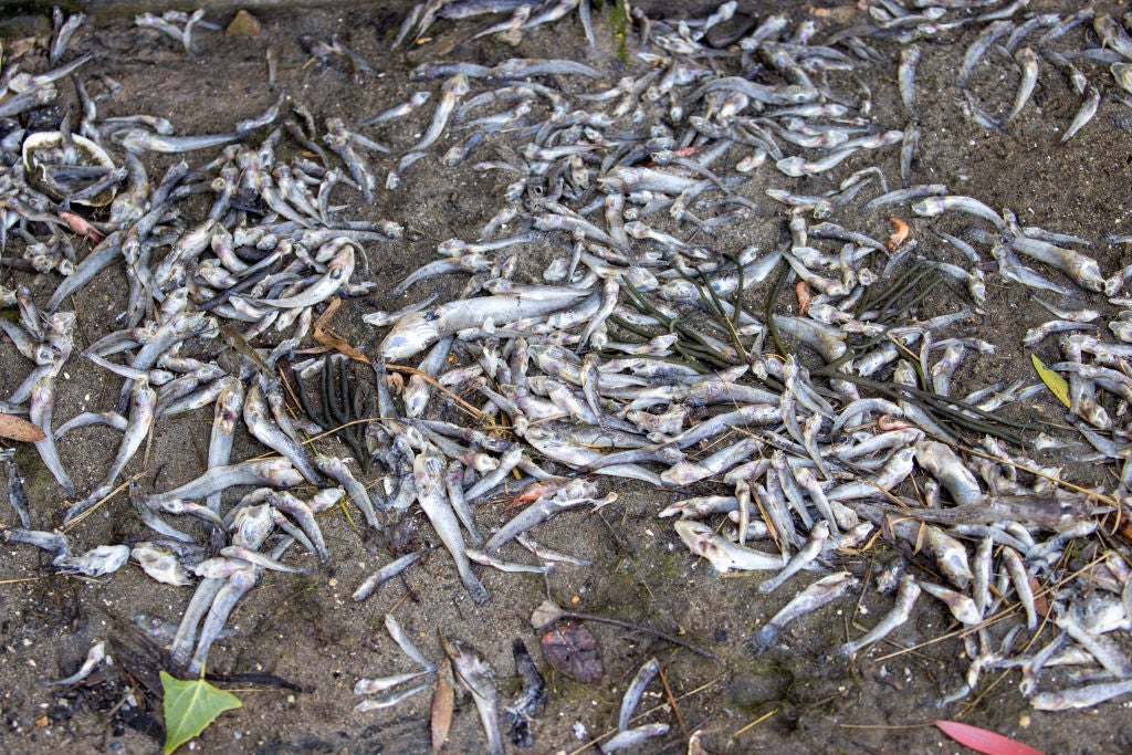 Fish kill triggered in Potomac River as water temperatures surge to record 94 degrees due to extreme heat wave