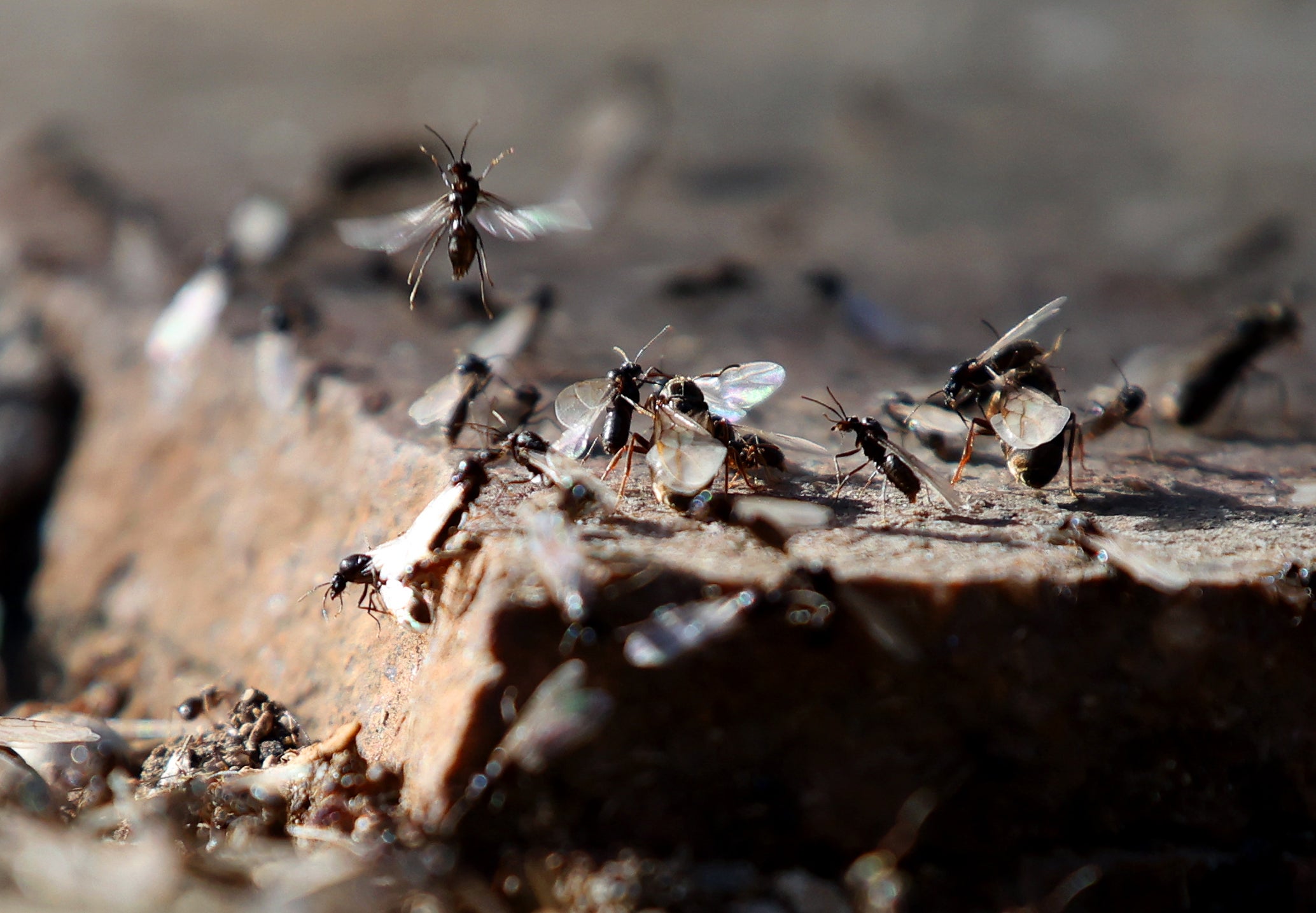 Plague-like swarms of flying, giant ants descend on the UK, triggering mistaken rain alerts on radar