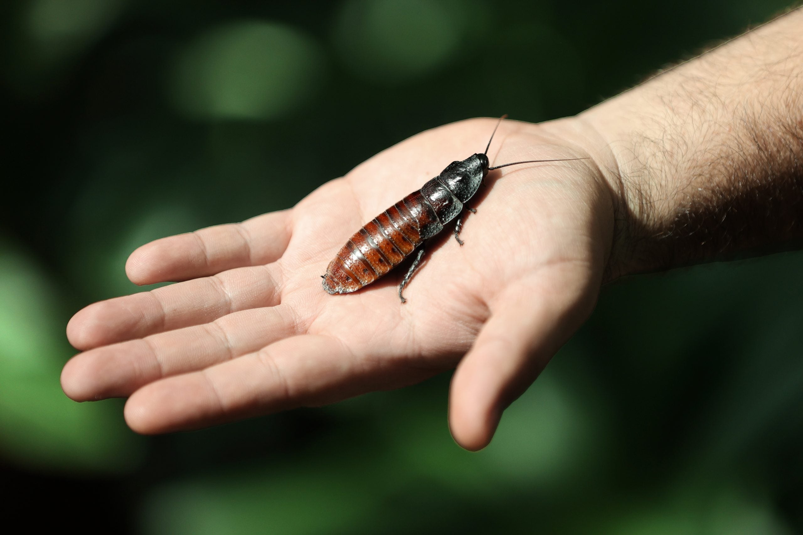 Not all bad: Cyborg cockroaches could one day help save lives