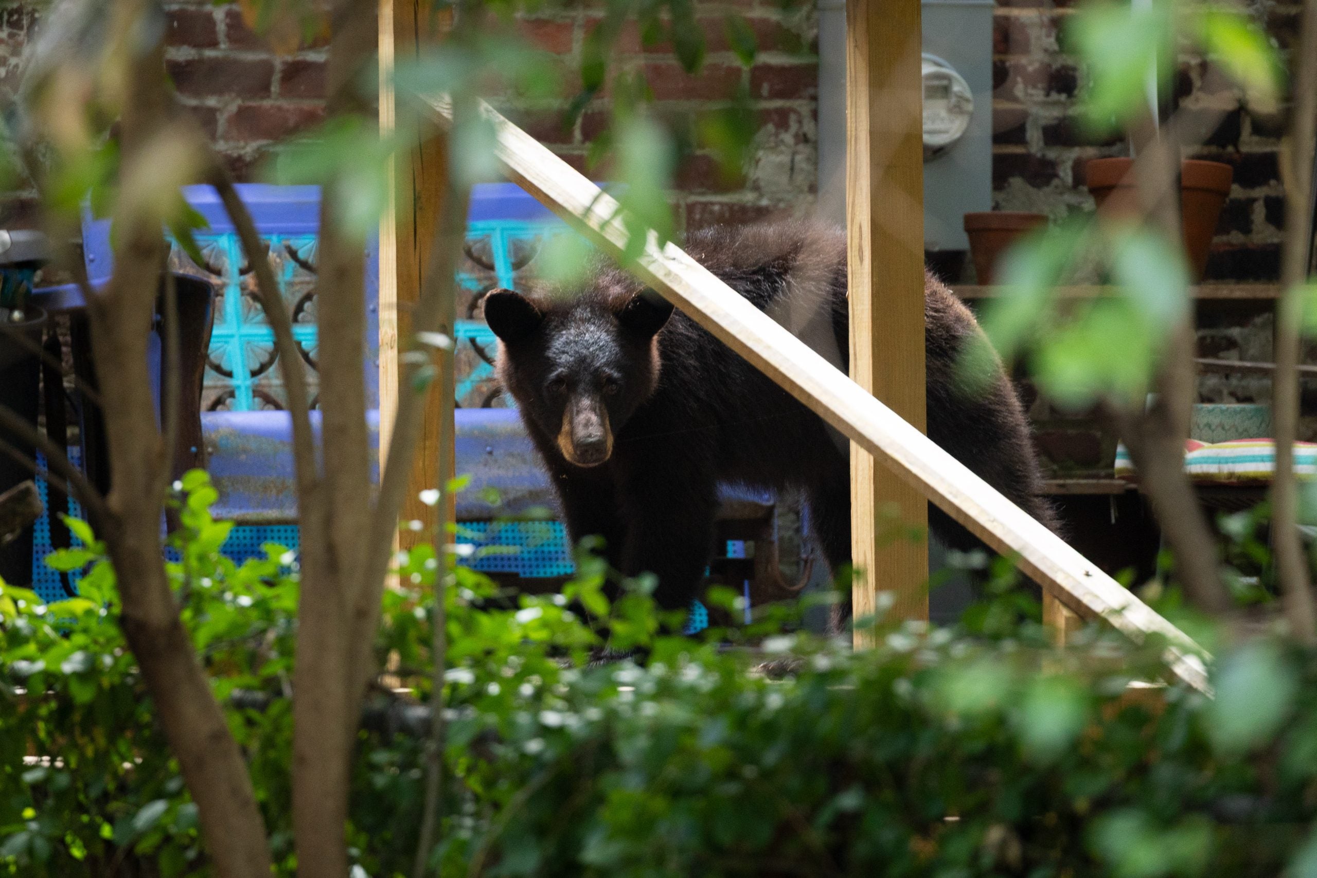Video: Family dog heroically saves child from a charging black bear