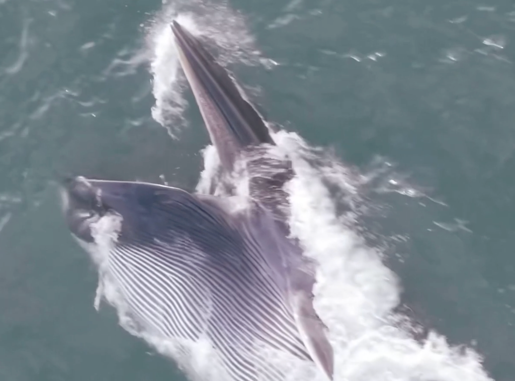 Watch: Rare, endangered fin whale spotted swimming, feeding off Long Island coast